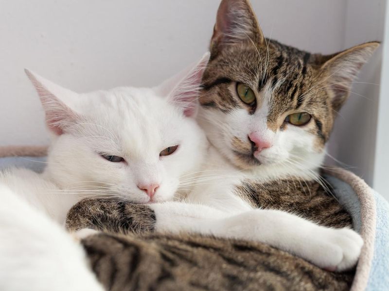 two cats cuddling and embracing