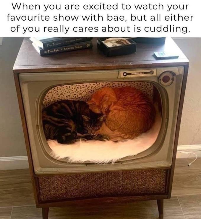 Two cats sleeping inside TV
