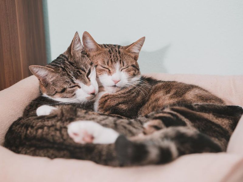 Two cats snuggling