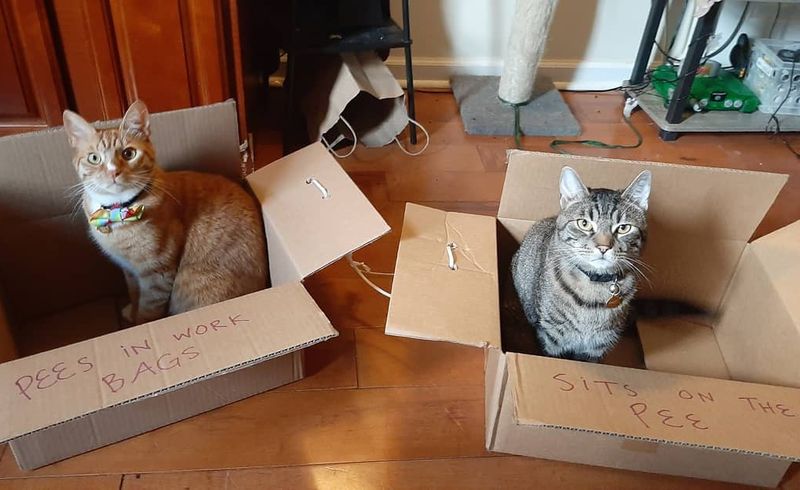 two cats two boxes