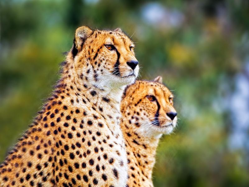 Two Cheetahs (Acinonyx jubatus)