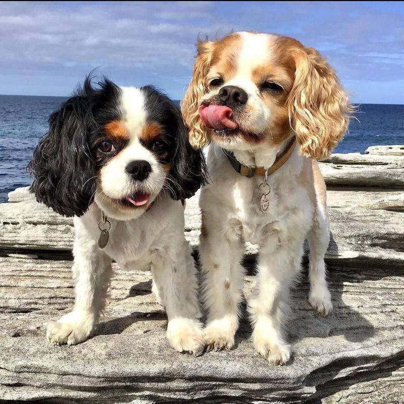 Two coogees at the beach