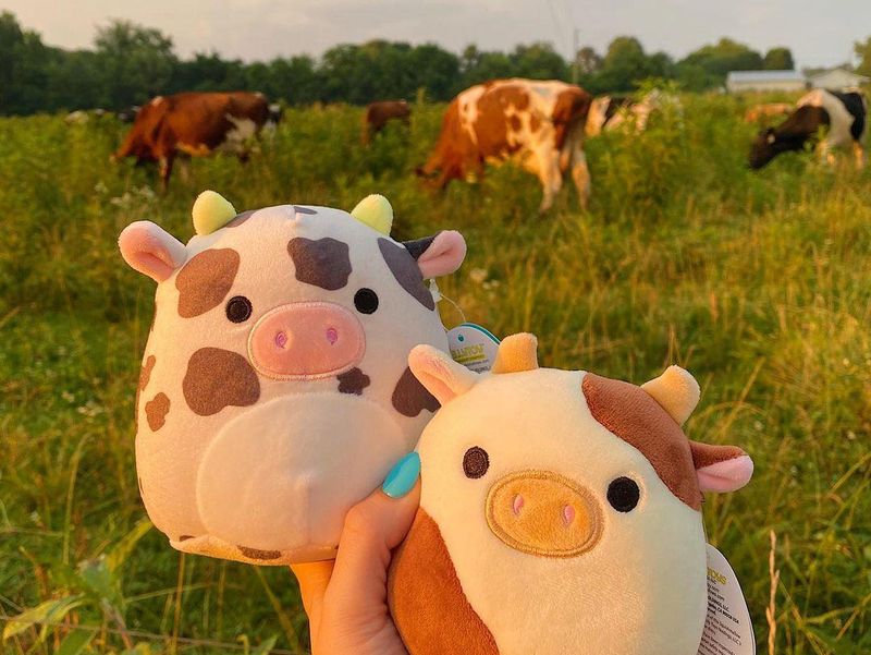 Two cow Squishmallows in front of a herd of real cows