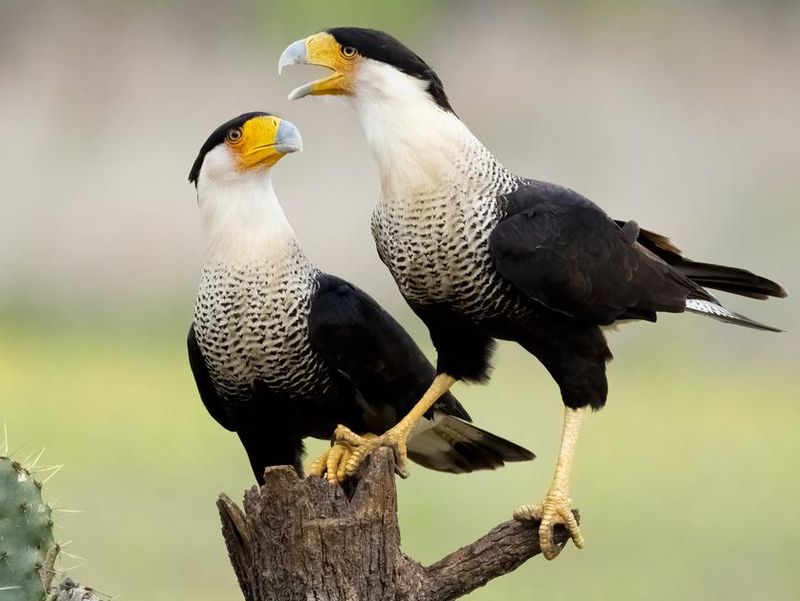 Two Crested Caracaras share a perch