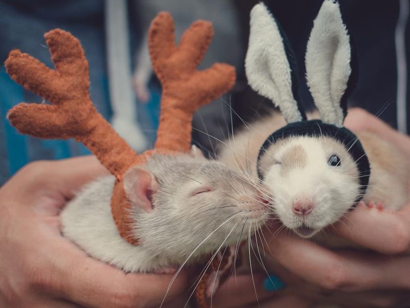Two cute rats in funny masquerade costumes