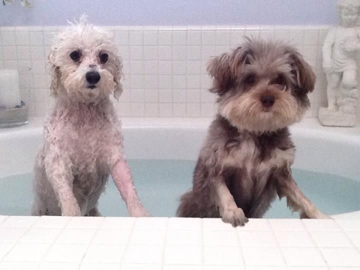 Two dogs in the bath