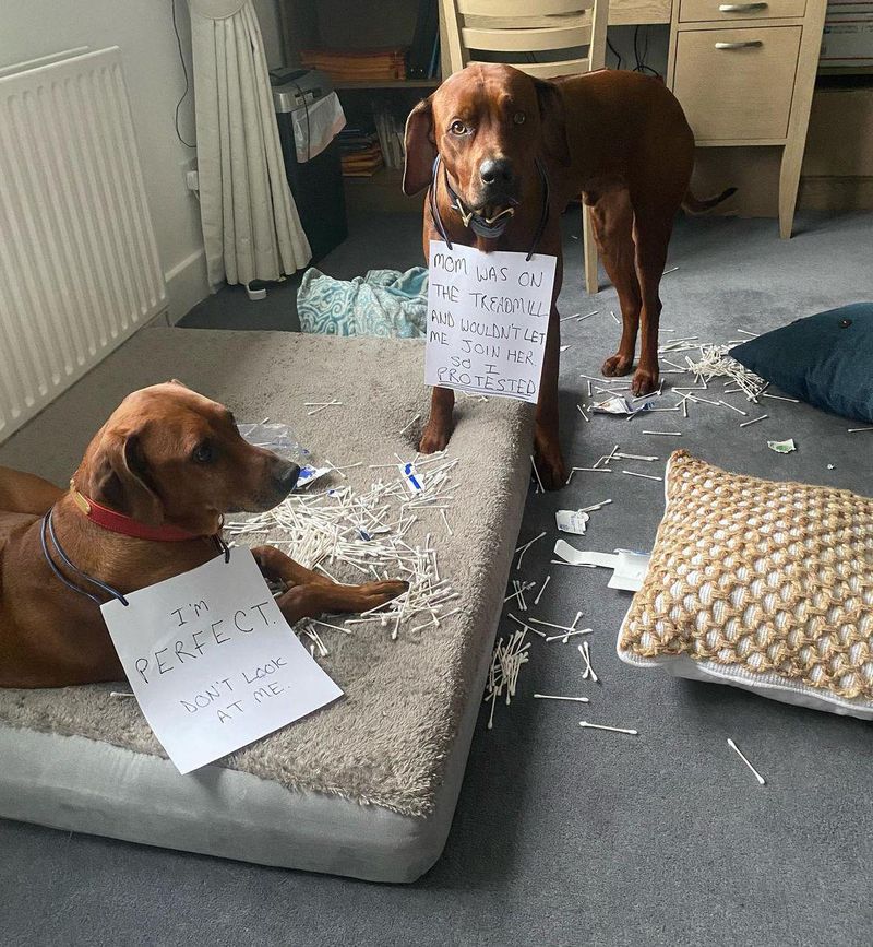 Two dogs making a mess
