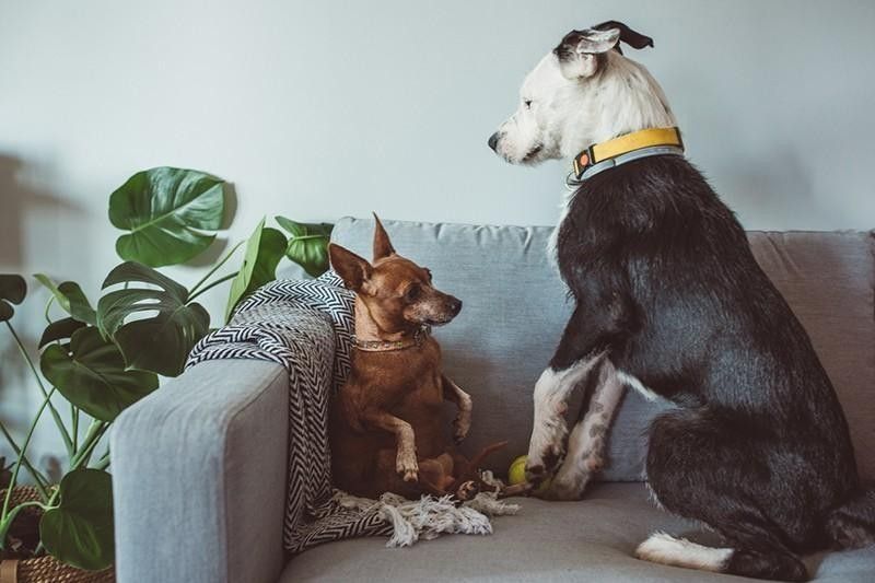 Two dogs on couch. One dog's body language indicates aggression
