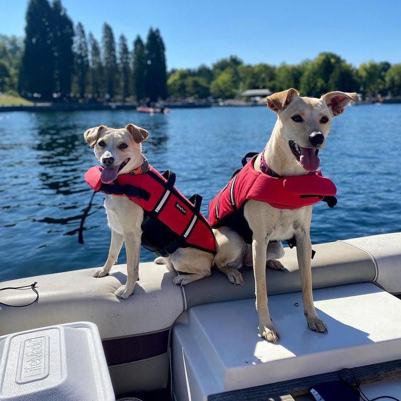 two dogs out on the water