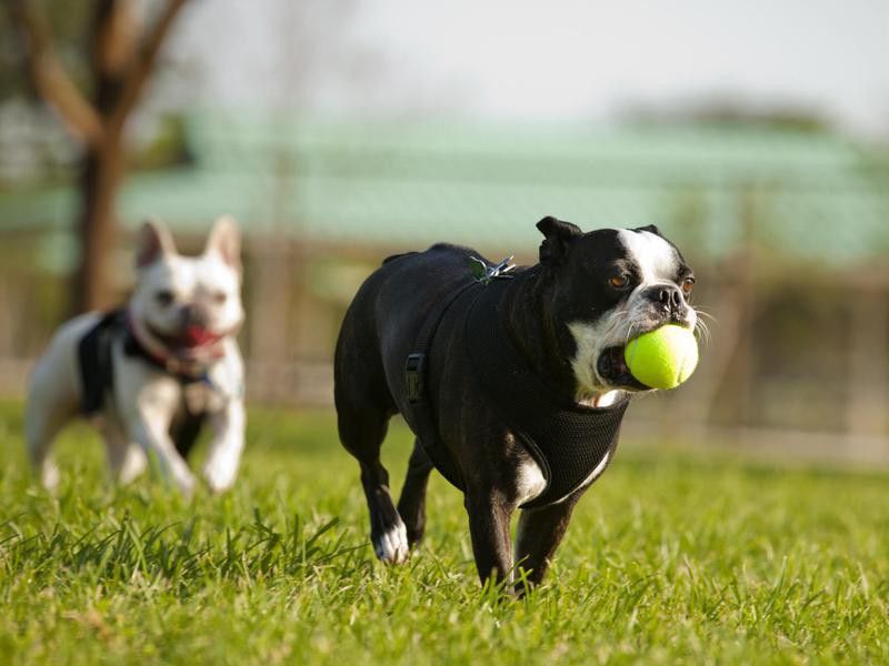 Two dogs playing fetch
