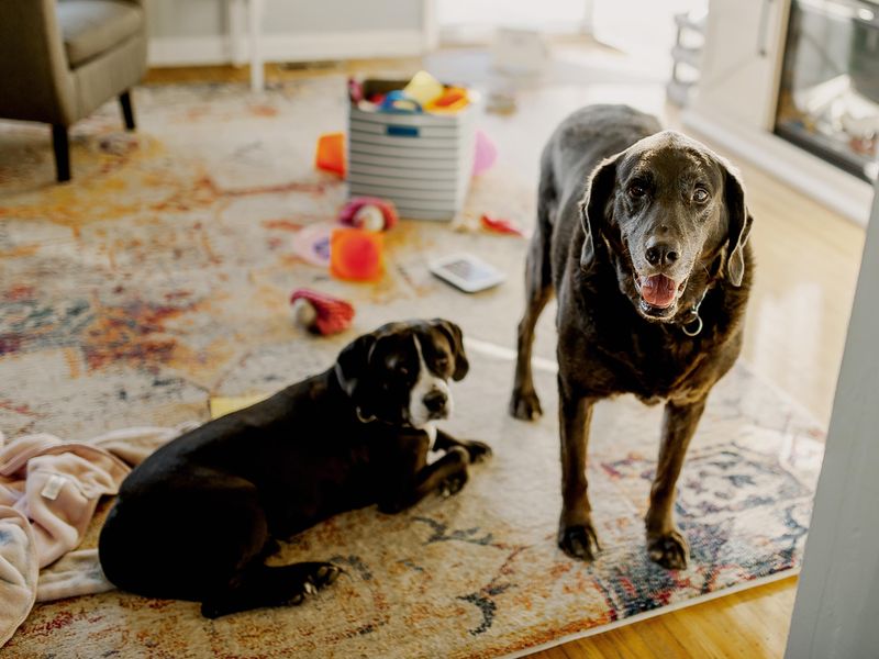 Two dogs relaxing indoors in a toy-filled living room