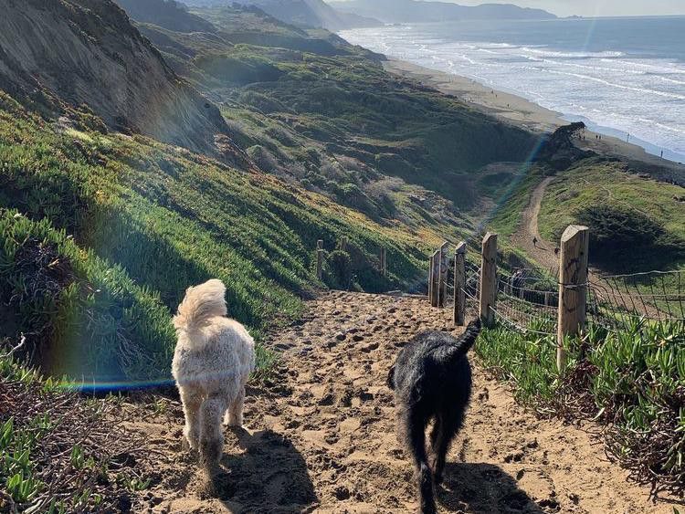 Two dogs walking to a dog beach