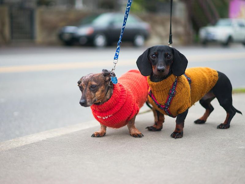 Two dogs wearing sweaters and looking good on all fours