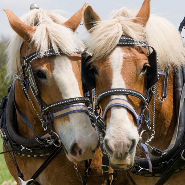 These Top Workhorse Breeds Take Their Jobs Seriously