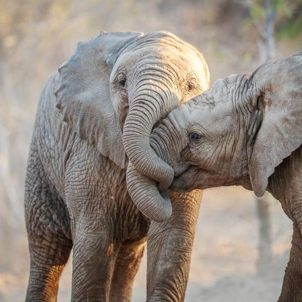 Oldest Endangered Animal Charities and Organizations That We Applaud