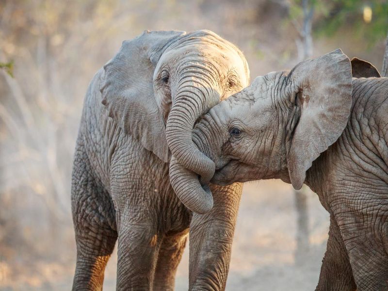 Two Elephants playing.