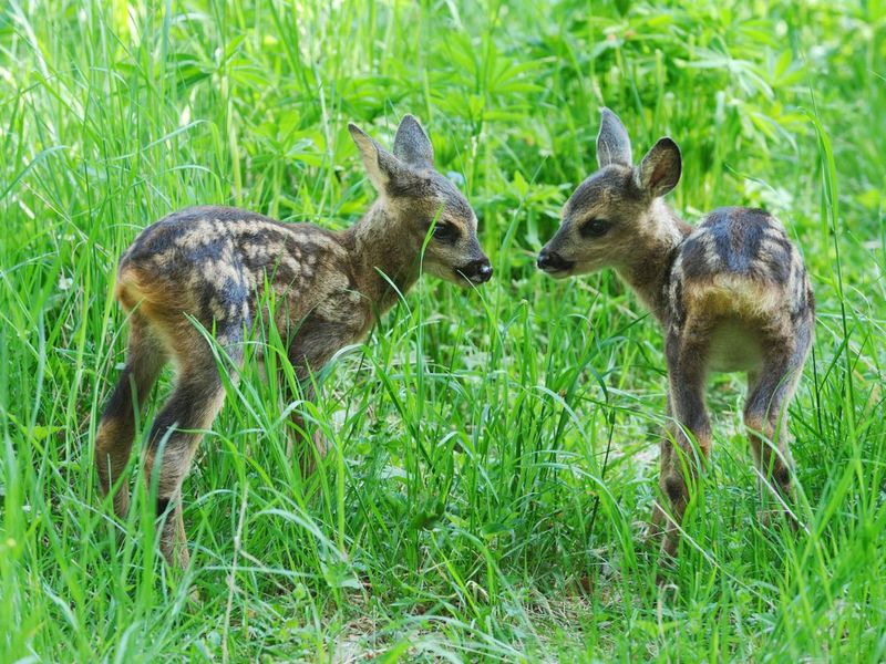 Two fawns
