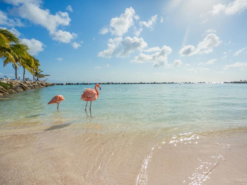 Two flamingos on the beach in Aruba