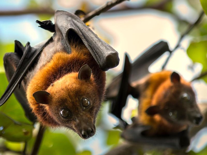 Two fruit bats about to rest after a busy night feeding.