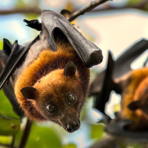 giant fruit bat baby