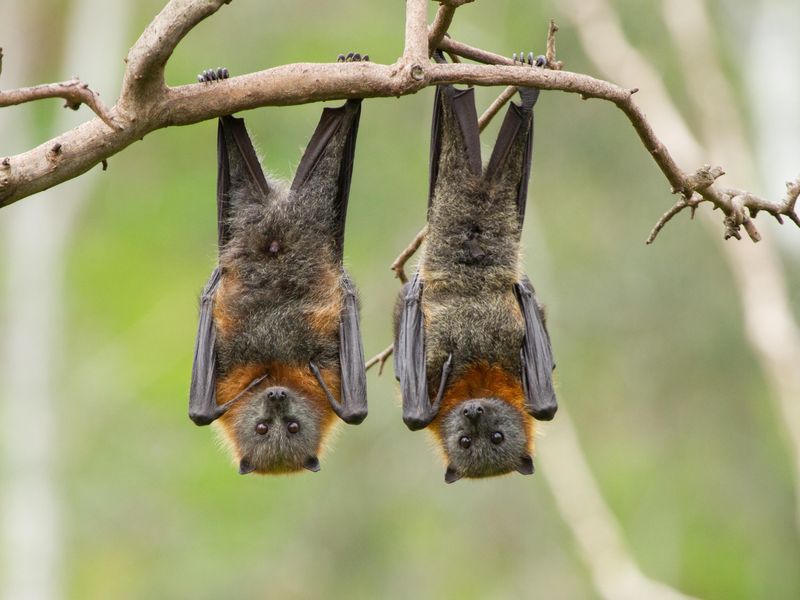 Two Fruit Bats