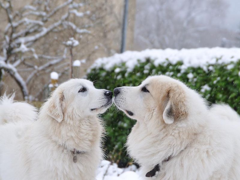 Two Great Pyrenees greet each other with their noses