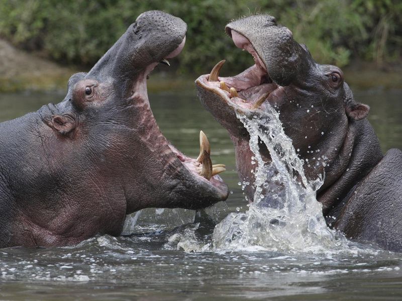 Two hippopotamuses fighting in a river