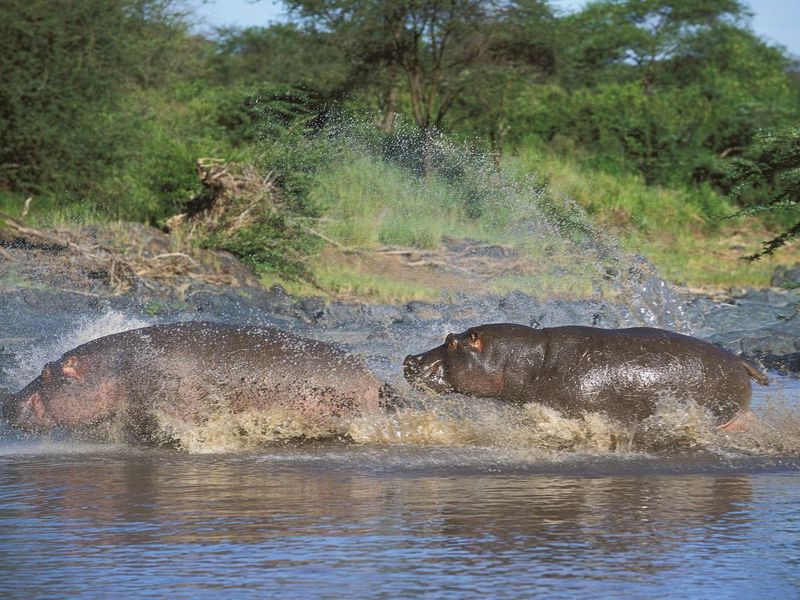 Two hippos running in water