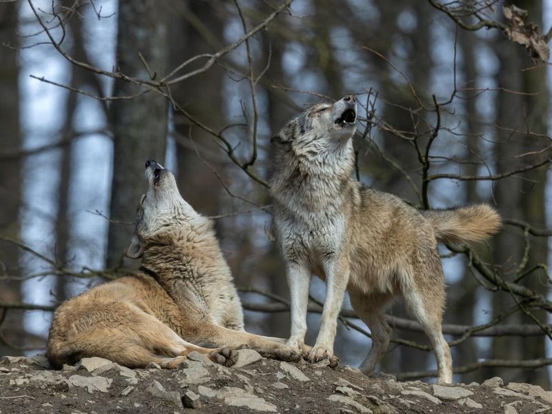 Two howling wolves in Canada