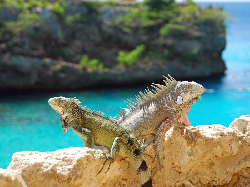 Two Iguana sitting high up above the Caribbean Sea