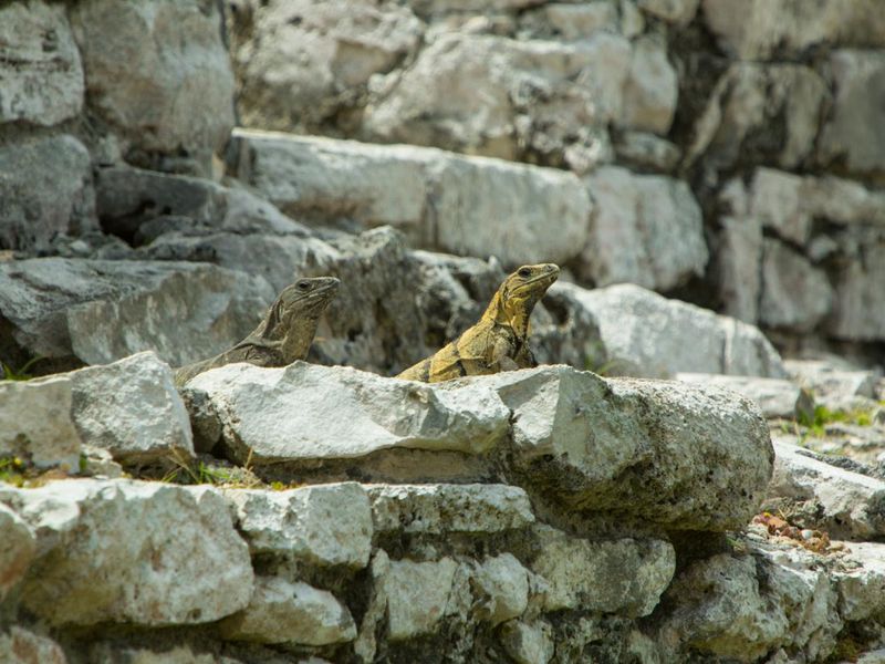 Two Iguanas in Tulum ruins