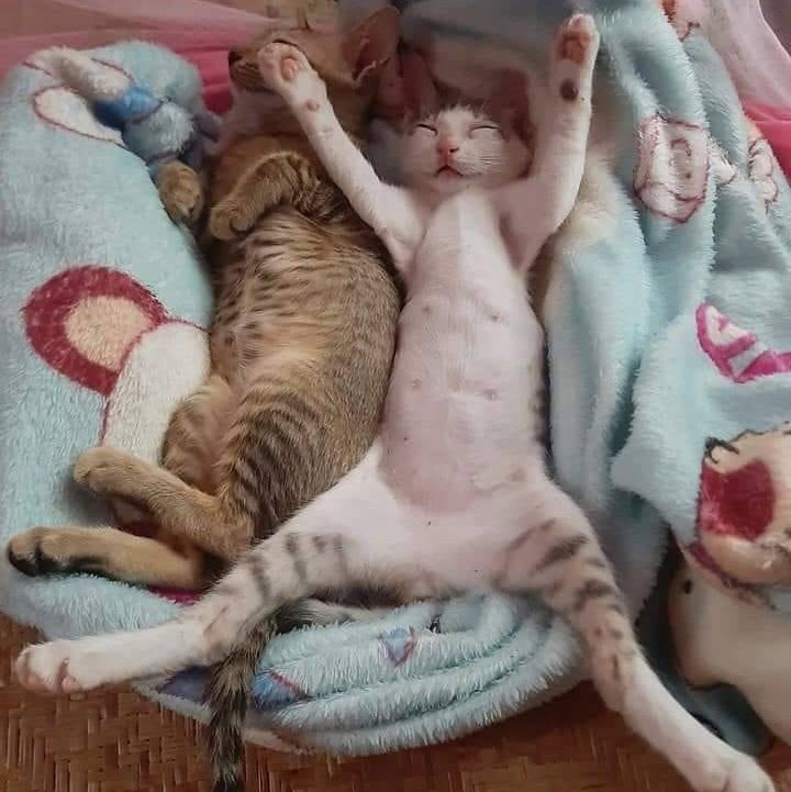 Two kittens sleeping in a funny position
