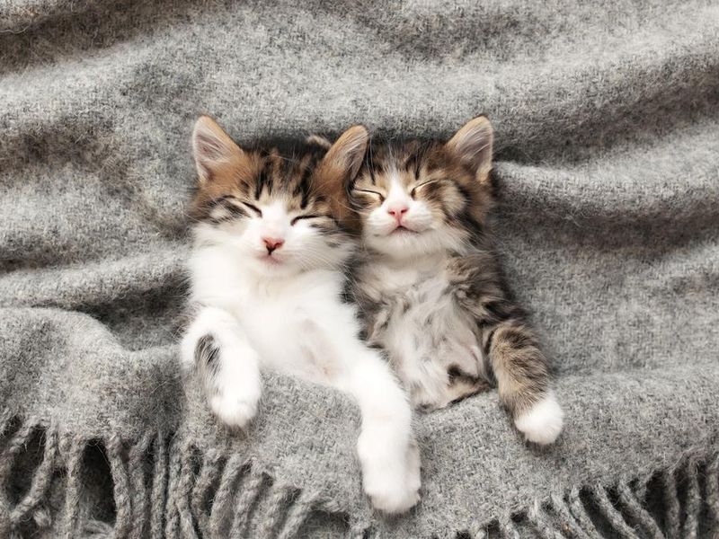 15 Cute Kittens We'd Impulse Adopt | Always Pets