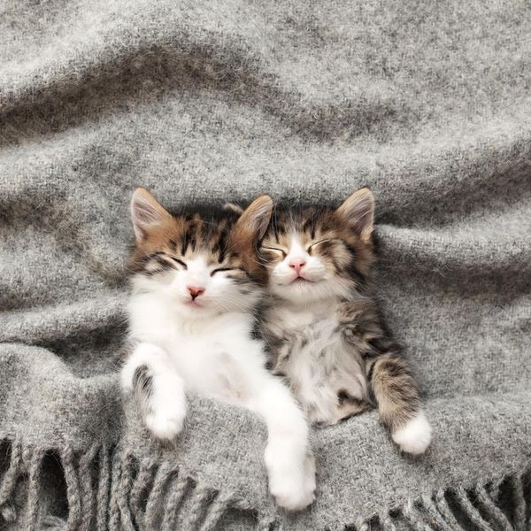 15 Cute Kittens You Might Want to Impulse Adopt