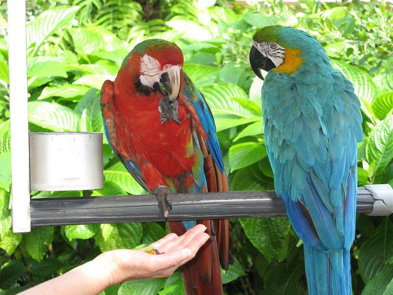 Two macaws at Jungle Island