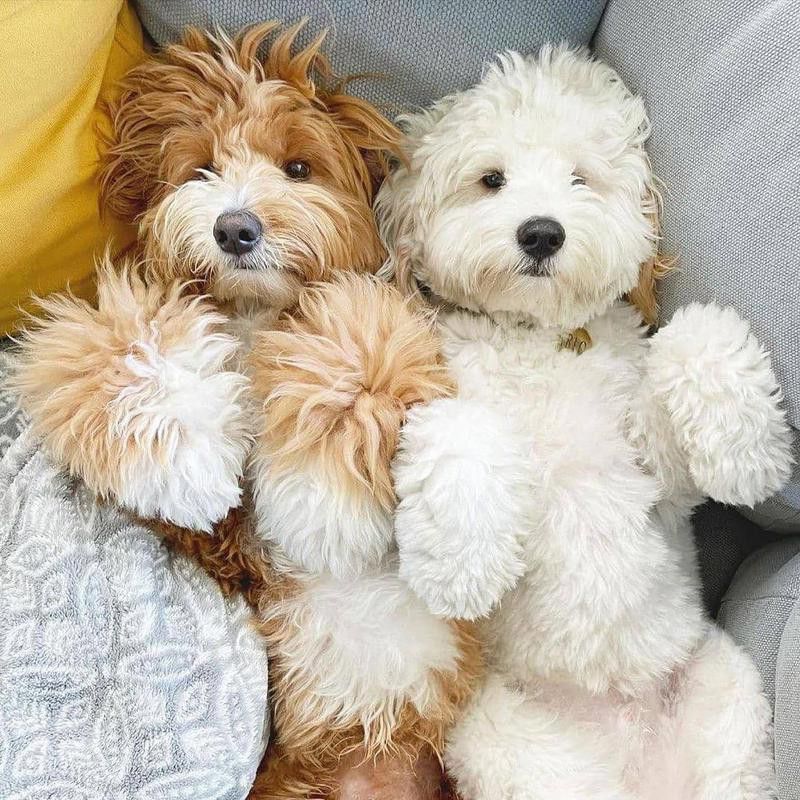 Two miniature poodles cuddling