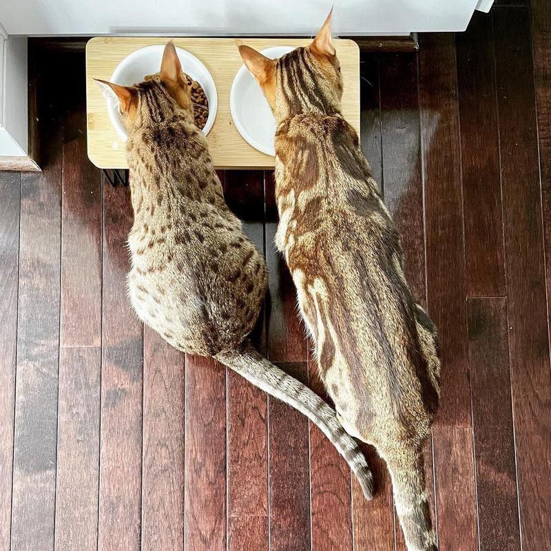 Two Ocicats eating