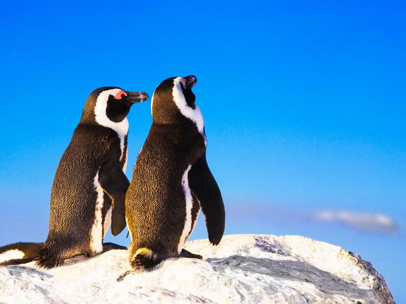 Two penguins on a rock