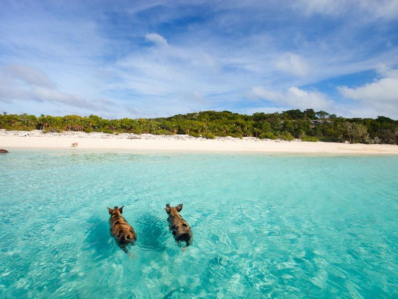 Two pigs swimming in the Caribbean, Bahamas