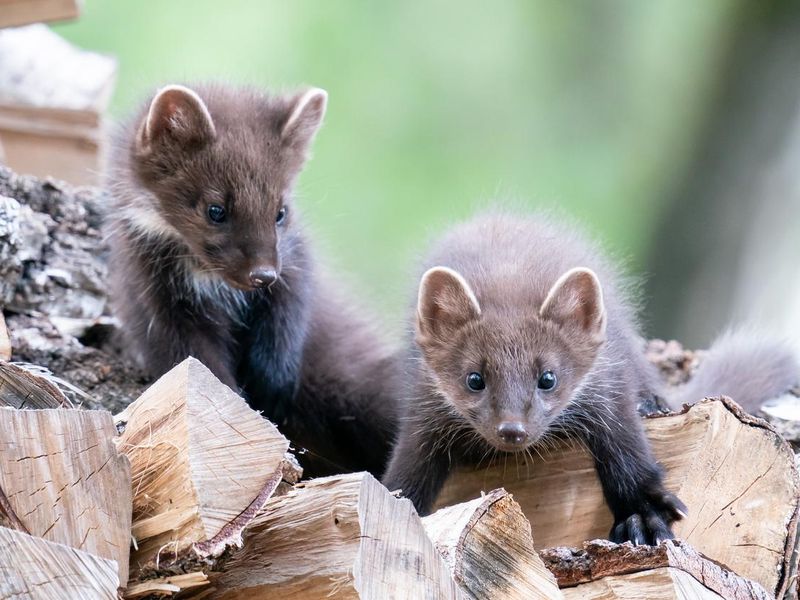 Two pine marten cubs are standing on a woodpile