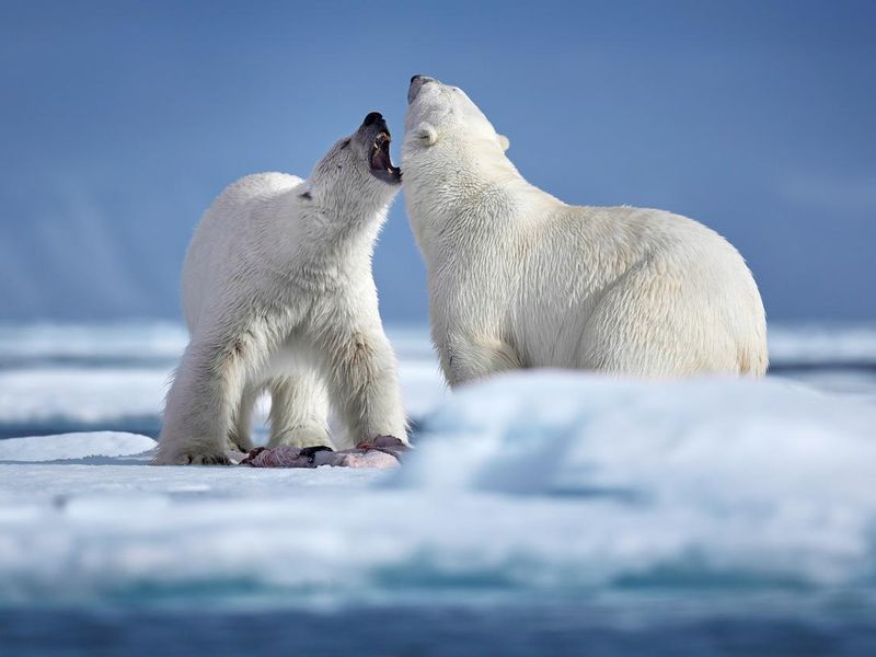 Two polar bears fighting on drifting ice in Arctic Svalbard