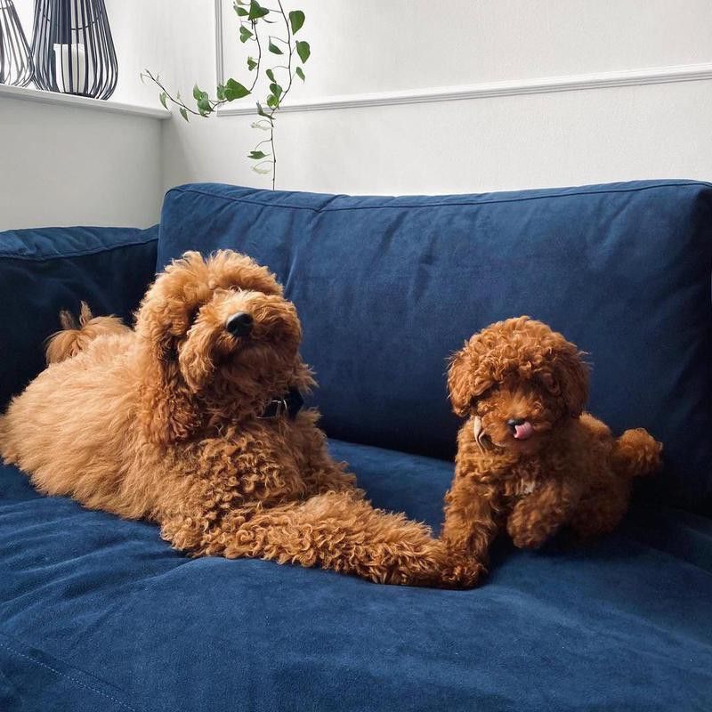 Two poodles snuggling on a couch