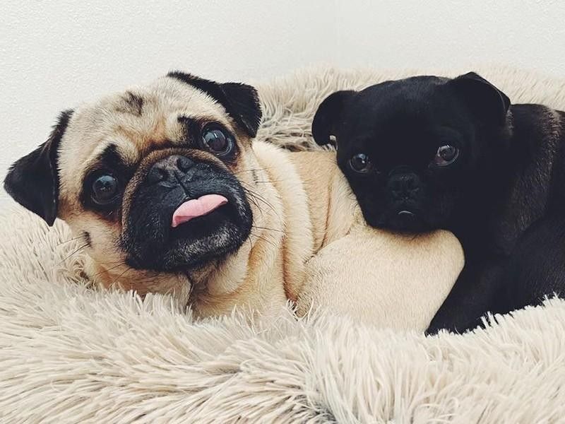 two pugs cuddling