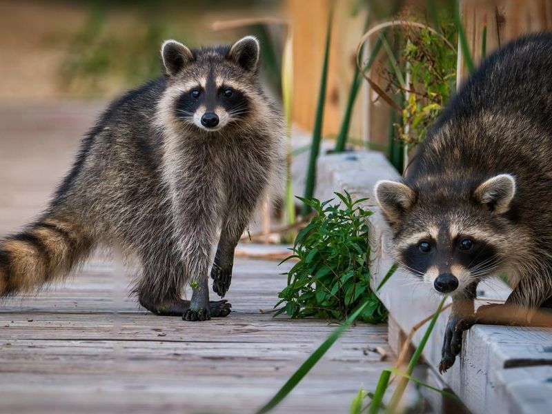 two raccoons in a park