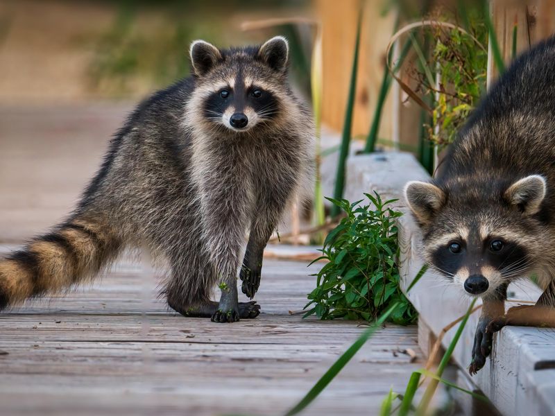 Two raccoons in a park