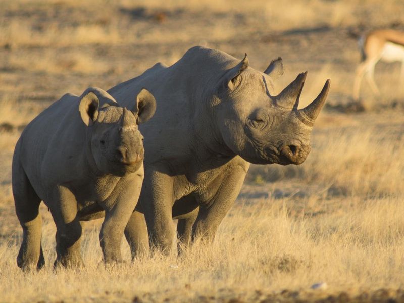 Two rare black rhinos