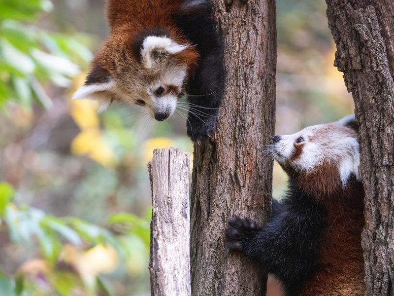 Two red panda cubs on a tree