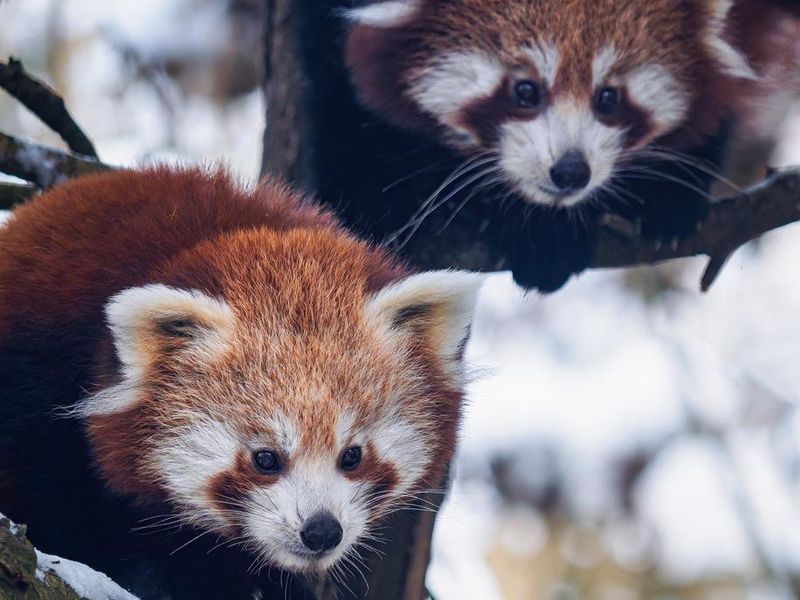Two red pandas cub on a branch