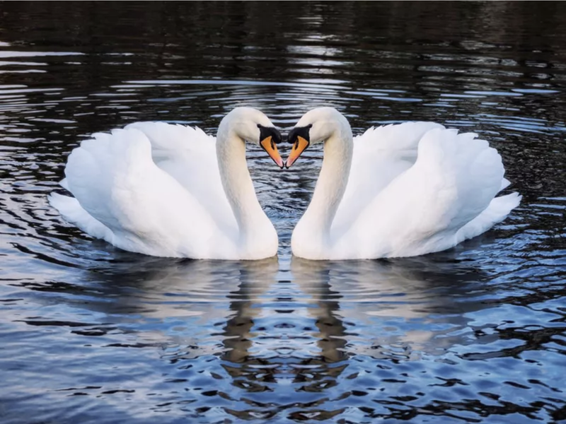 Two romantic swans on a lake