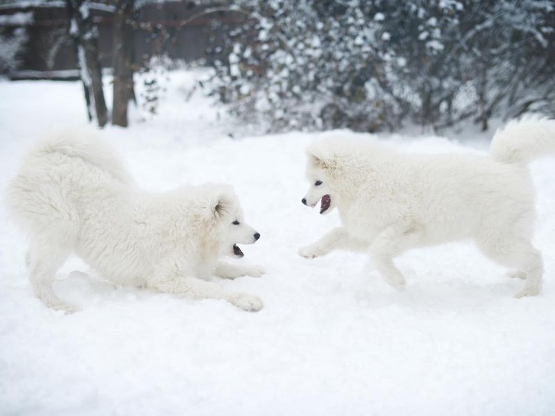 Two Samoyed dogs playing in the snow